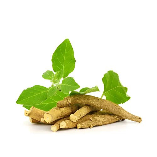 Image — Ashwagandha Ingredient