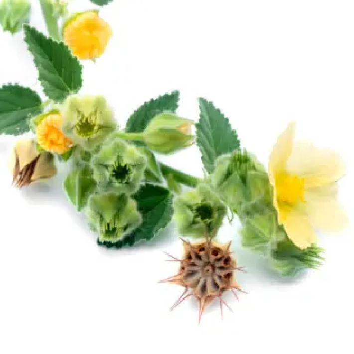 Image — Bala Ingredient